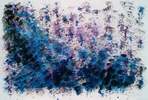 Blue Spruce